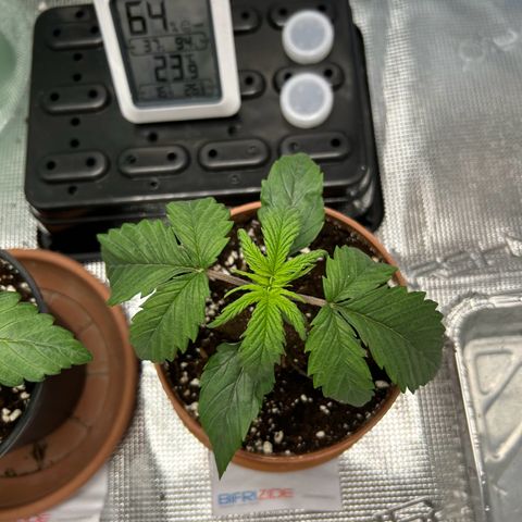 Zombie Kush growlog timeline photo