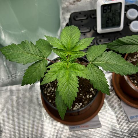 Gorilla Zkittlez growlog timeline photo