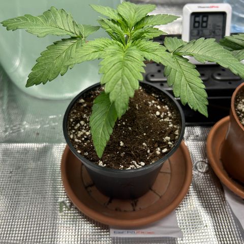 Gorilla Zkittlez growlog timeline photo