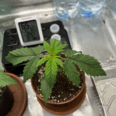 Zombie Kush growlog timeline photo