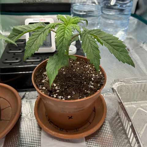 Zombie Kush growlog timeline photo