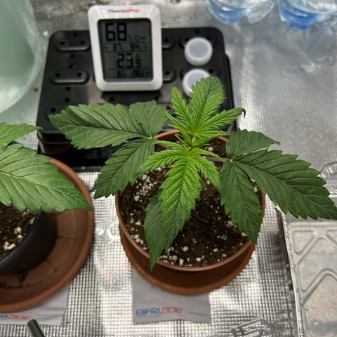 Zombie Kush growlog timeline photo