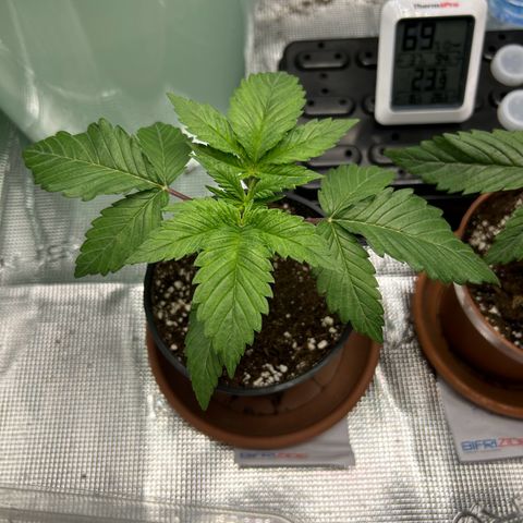 Gorilla Zkittlez growlog timeline photo