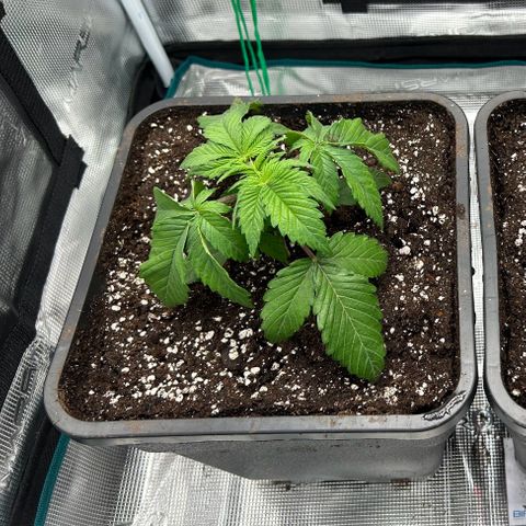 Gorilla Zkittlez growlog timeline photo