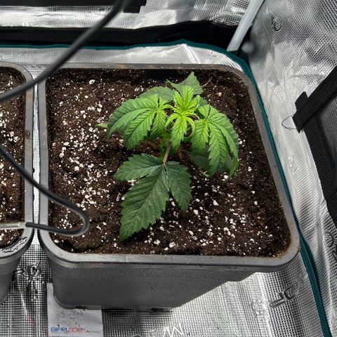 Zombie Kush growlog timeline photo