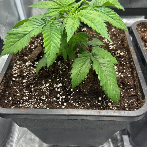 Gorilla Zkittlez growlog timeline photo