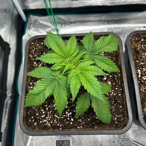 Gorilla Zkittlez growlog timeline photo