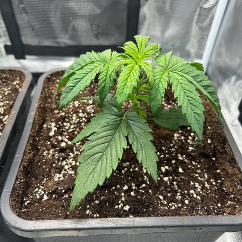 Zombie Kush growlog timeline photo