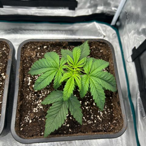 Zombie Kush growlog timeline photo