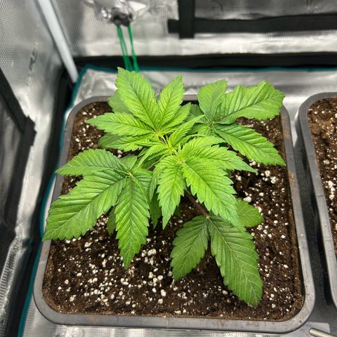 Gorilla Zkittlez growlog timeline photo
