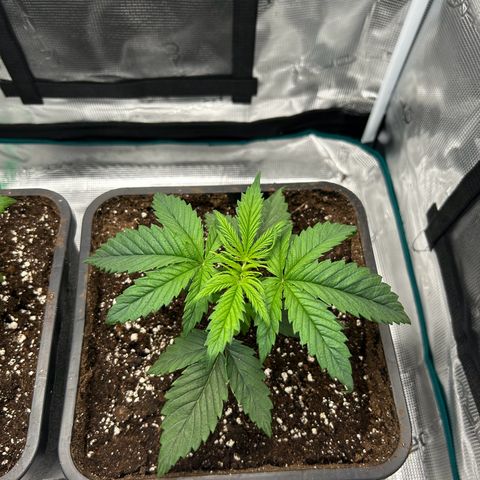 Zombie Kush growlog timeline photo