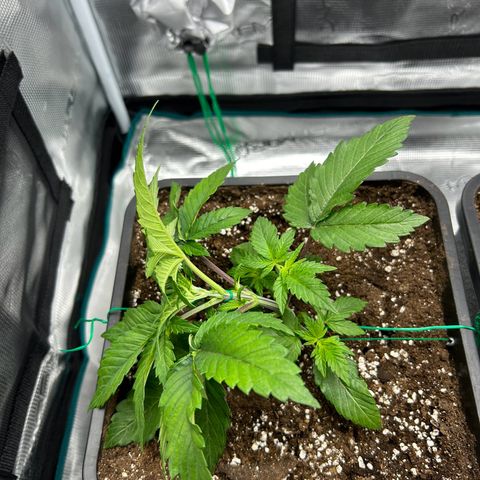 Gorilla Zkittlez growlog timeline photo