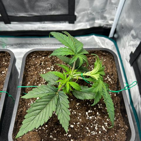 Zombie Kush growlog timeline photo