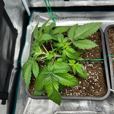 Gorilla Zkittlez growlog timeline photo