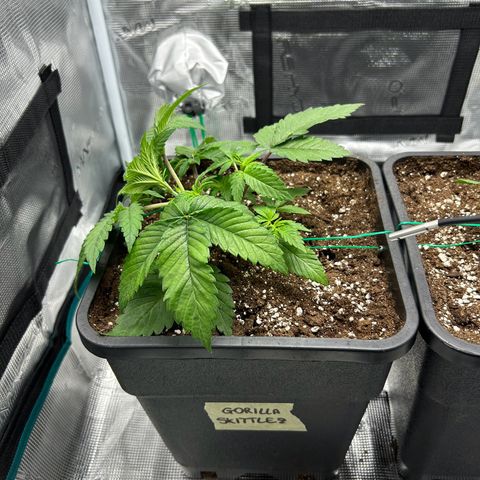 Gorilla Zkittlez growlog timeline photo