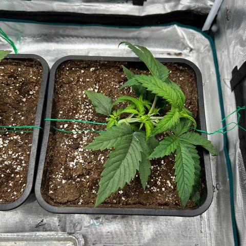 Zombie Kush growlog timeline photo