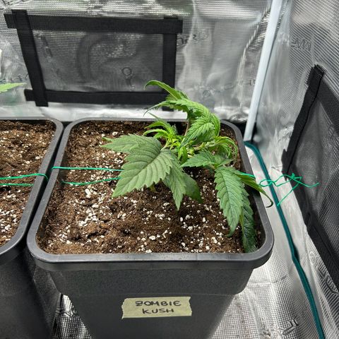 Zombie Kush growlog timeline photo