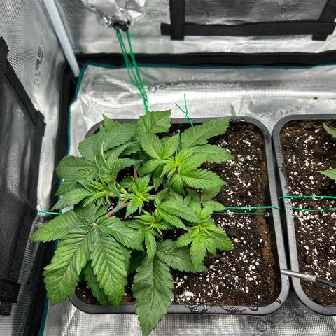 Gorilla Zkittlez growlog timeline photo