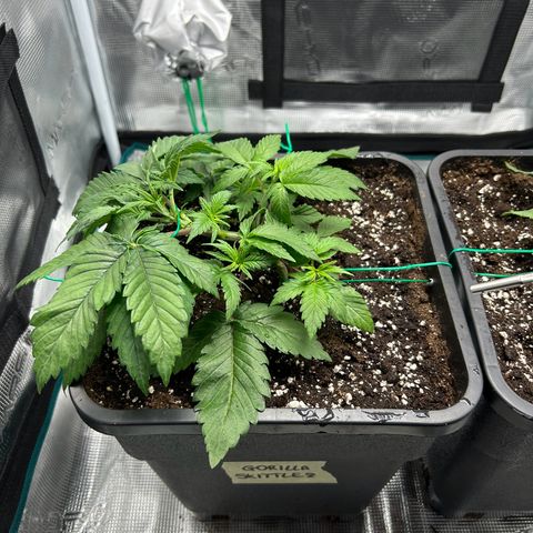 Gorilla Zkittlez growlog timeline photo