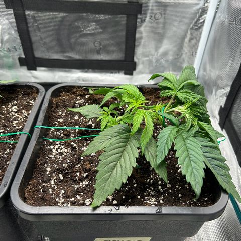 Zombie Kush growlog timeline photo