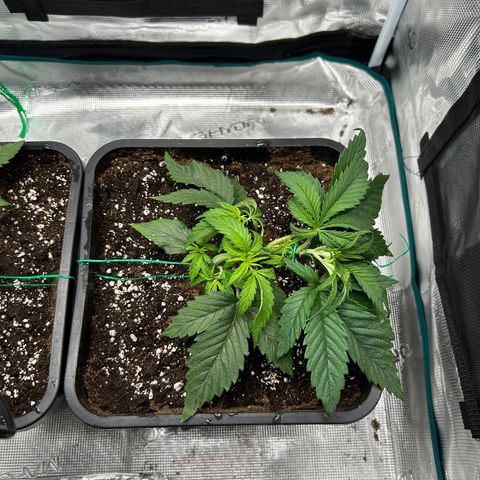 Zombie Kush growlog timeline photo