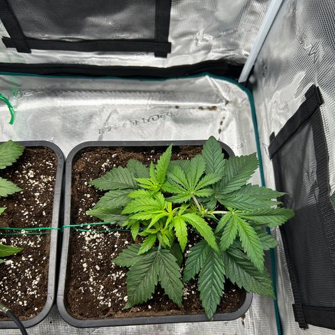 Zombie Kush growlog timeline photo