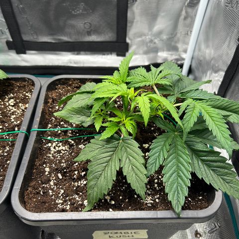 Zombie Kush growlog timeline photo