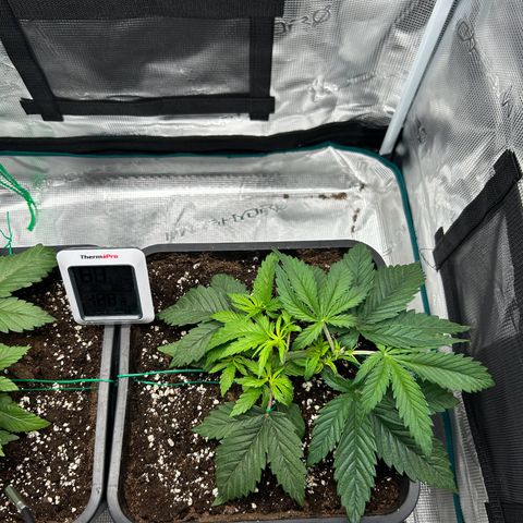 Zombie Kush growlog timeline photo