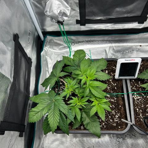 Gorilla Zkittlez growlog timeline photo
