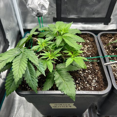 Gorilla Zkittlez growlog timeline photo