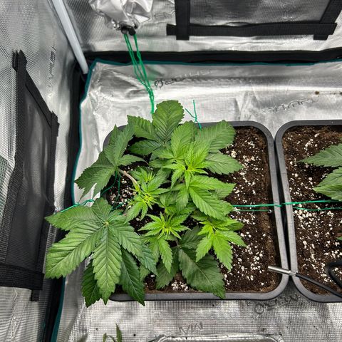 Gorilla Zkittlez growlog timeline photo