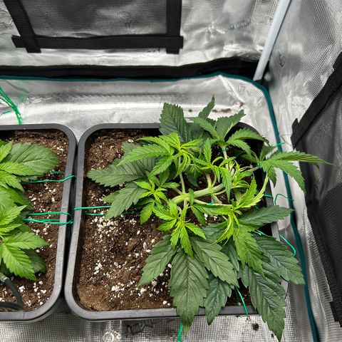 Zombie Kush growlog timeline photo