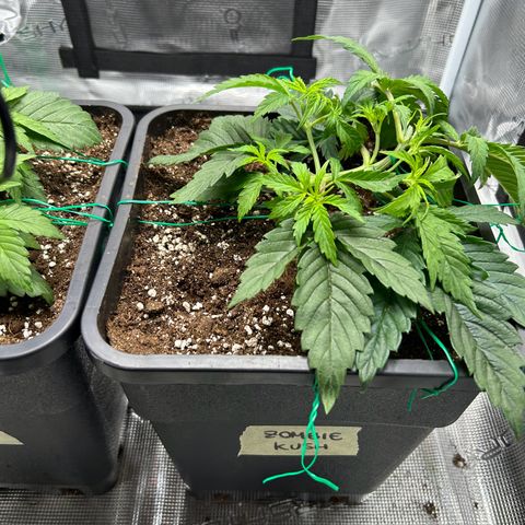 Zombie Kush growlog timeline photo