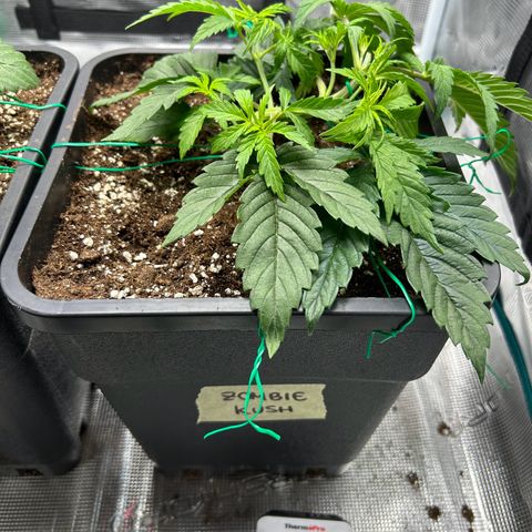 Zombie Kush growlog timeline photo