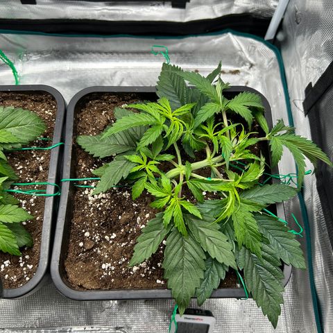 Zombie Kush growlog timeline photo