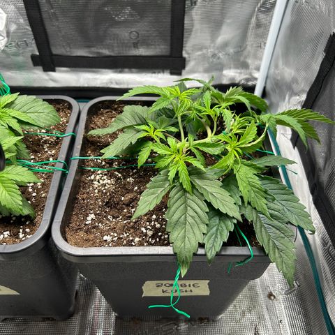 Zombie Kush growlog timeline photo