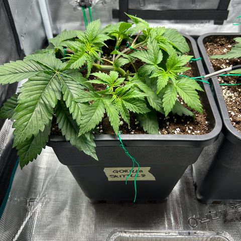 Gorilla Zkittlez growlog timeline photo