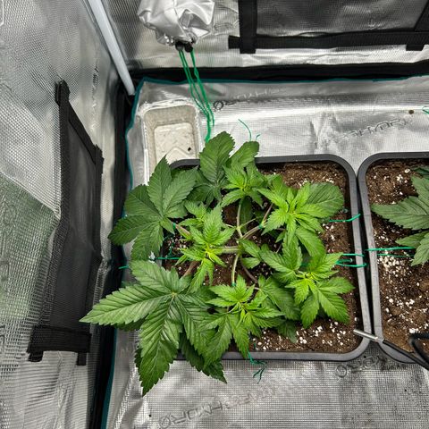 Gorilla Zkittlez growlog timeline photo