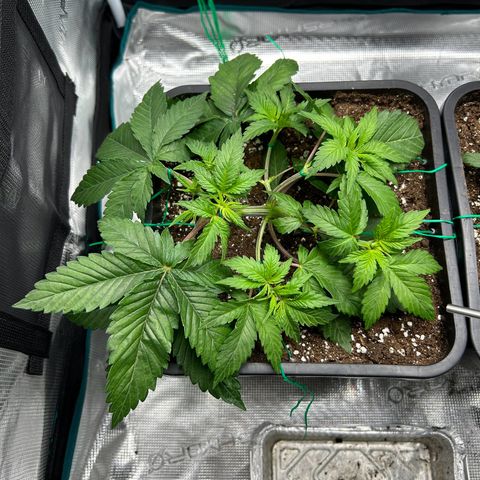 Gorilla Zkittlez growlog timeline photo