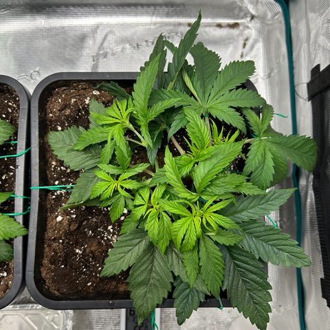 Zombie Kush growlog timeline photo