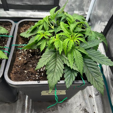 Zombie Kush growlog timeline photo