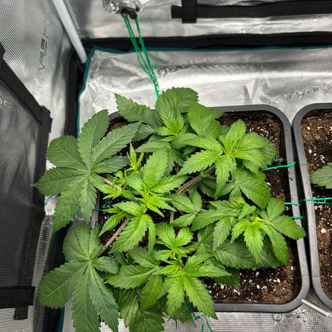 Gorilla Zkittlez growlog timeline photo