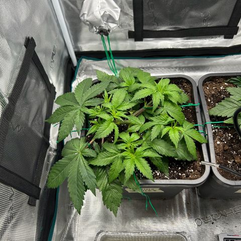 Gorilla Zkittlez growlog timeline photo