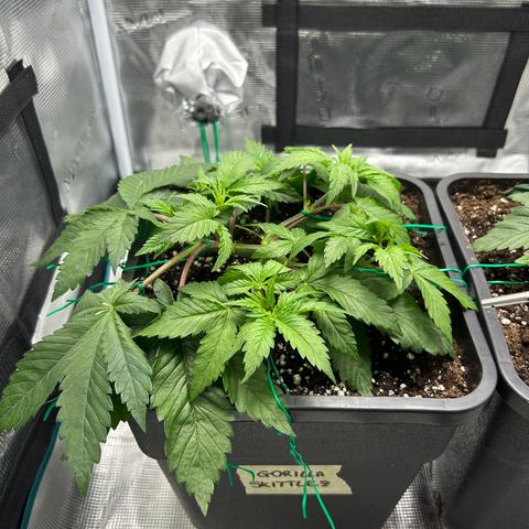 Gorilla Zkittlez growlog timeline photo