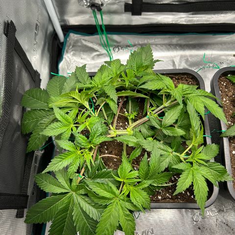 Gorilla Zkittlez growlog timeline photo
