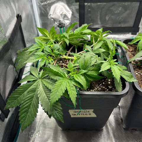 Gorilla Zkittlez growlog timeline photo
