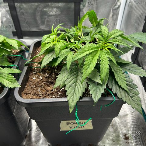 Zombie Kush growlog timeline photo