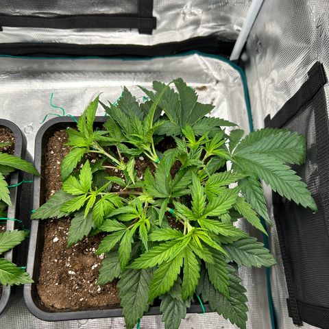 Zombie Kush growlog timeline photo