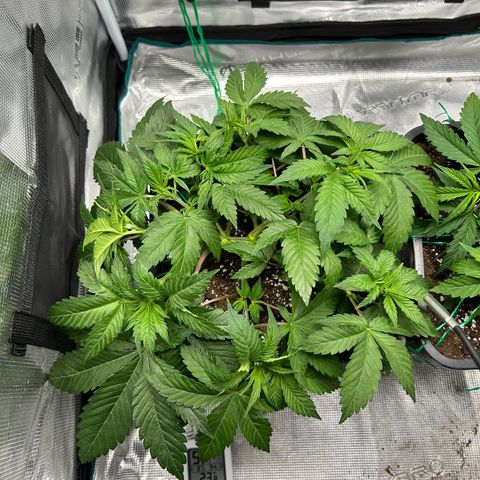 Gorilla Zkittlez growlog timeline photo