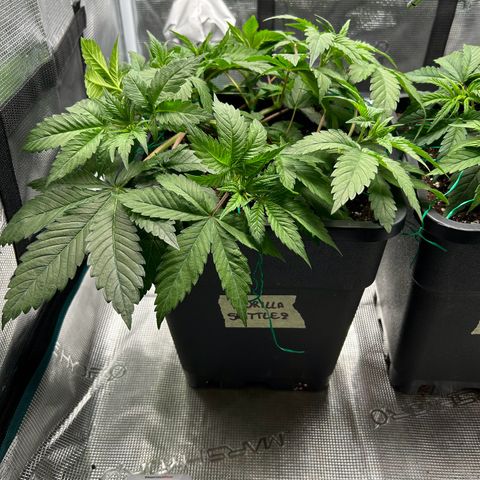 Gorilla Zkittlez growlog timeline photo